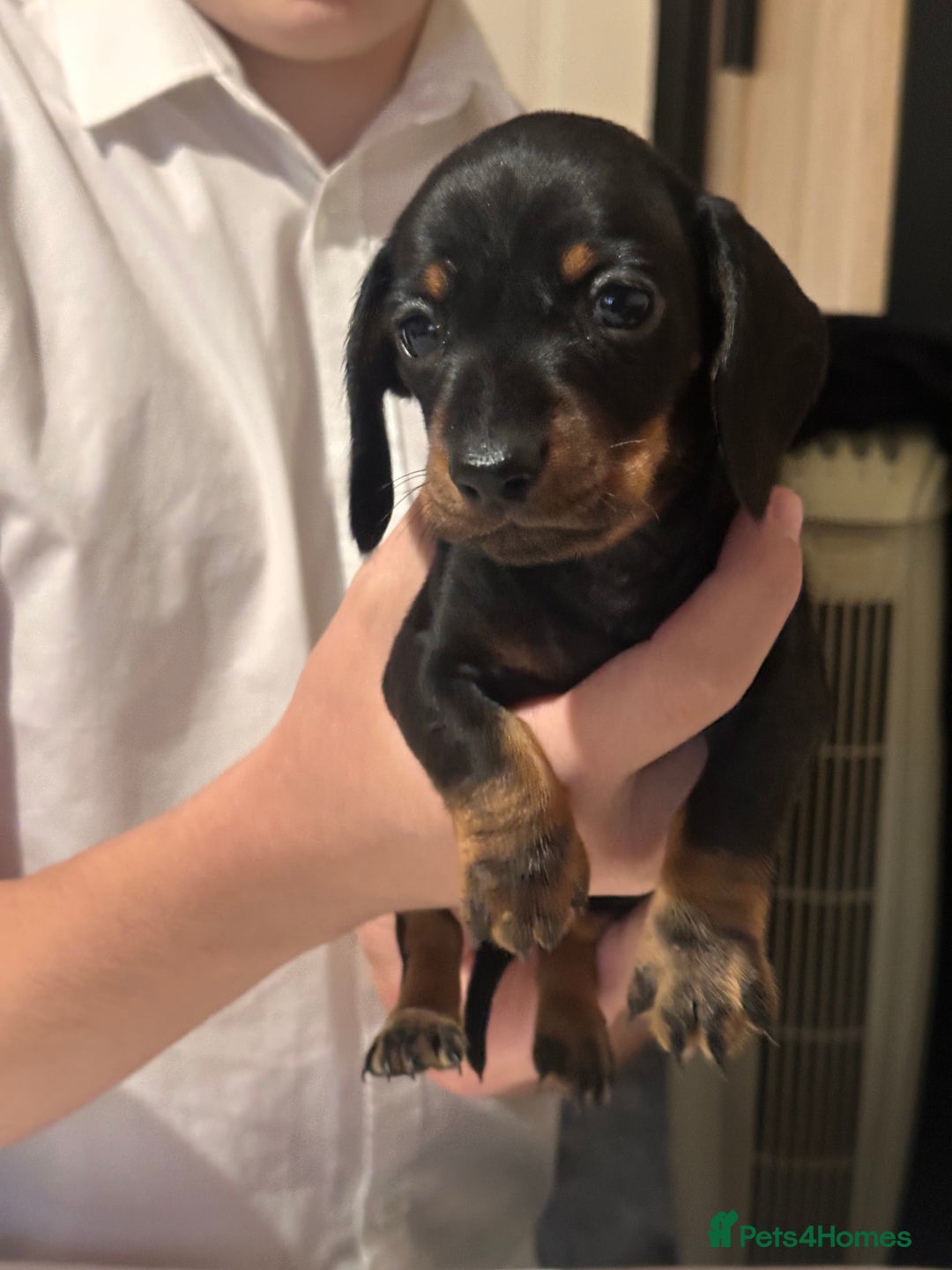 Miniature Dachshund dogs for sale: Miniature daschunds  - Image 5