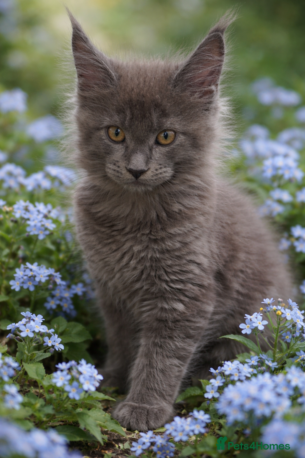 Maine Coon cats Tica kittens - Advert 7