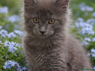 Maine Coon cats Tica kittens - Advert 7