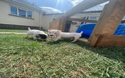 Mixed Breed dogs for sale: Jack Russels  - Image 9