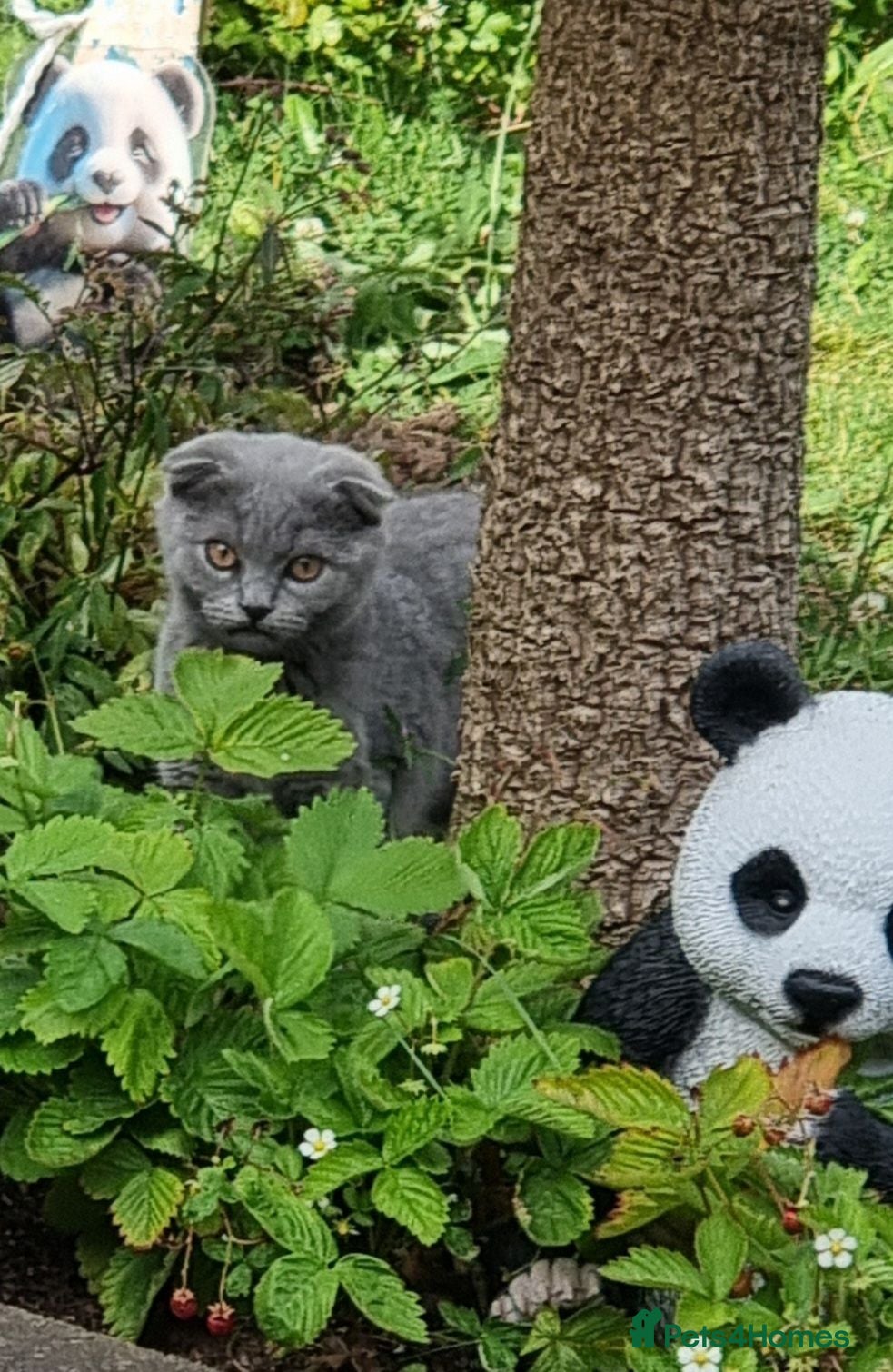 Scottish Fold cats Two Gorgeous kittens left 🐾😻🐾 - Advert 3