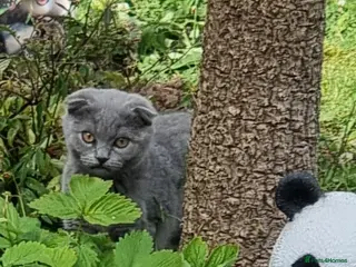 Scottish Fold cats Two Gorgeous kittens left 🐾😻🐾 - Advert 3