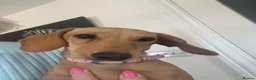 Miniature Dachshund dogs for sale: Smooth haired female mini dachshund pup - Advert 8