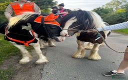 Irish Cob horses for sale: 2 year old 12hh cob - Image 7
