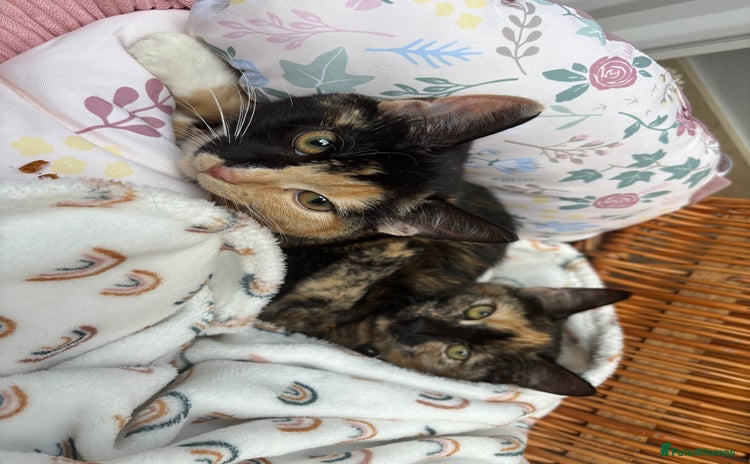 Mixed Breed cats - Advert 4