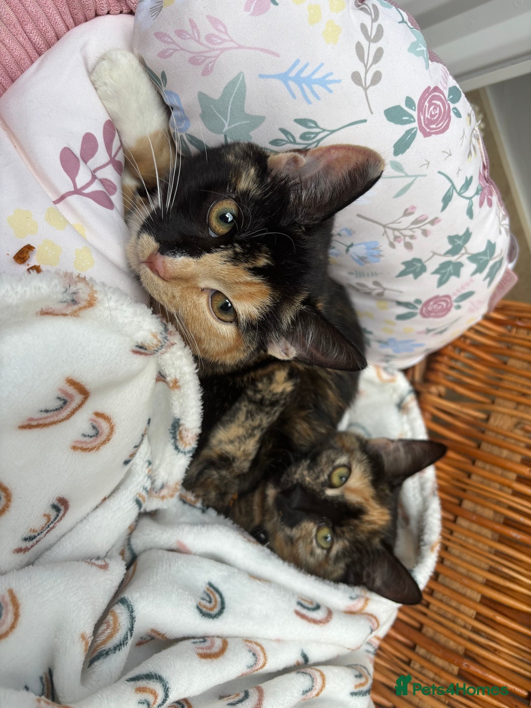 Mixed Breed cats for sale: 2 girl rescue kittens - Image 1
