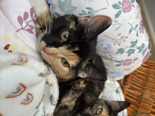 Mixed Breed cats - Advert 36