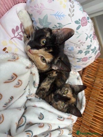 Mixed Breed cats - Advert 15