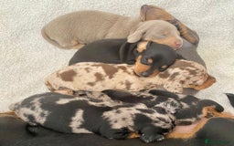 Miniature Dachshund dogs for stud: KC miniature chocolate dapple stud Proven in Wolverhampton - Image 5