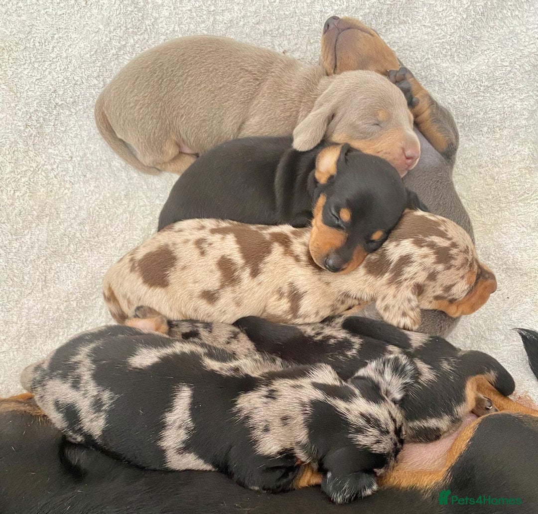 Miniature Dachshund dogs for stud: KC miniature chocolate dapple stud Proven in Wolverhampton - Image 5