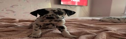 Dalmatian dogs for sale: 🐾 Beautiful Dalmatian Puppies 🐶  - Advert 18