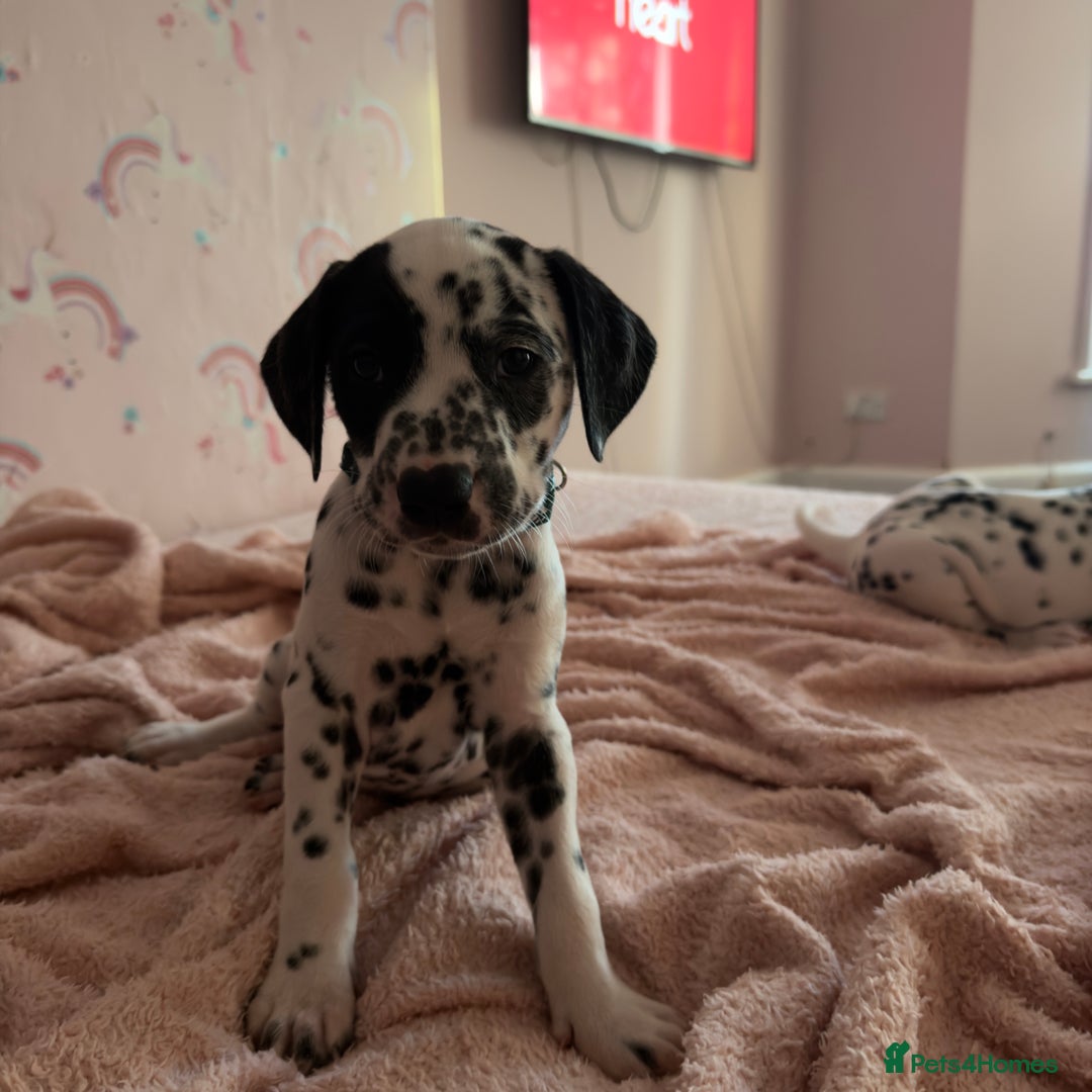 Dalmatian dogs for sale: 🐾 Beautiful Dalmatian Puppies 🐶  - Advert 18