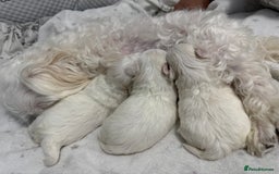 Maltese dogs for sale: 🐶 Adorable Male Maltese Puppies for Sale 🐾 - Image 11