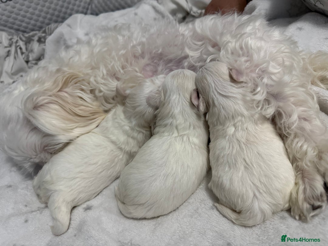 Maltese dogs for sale: 🐶 Adorable Male Maltese Puppies for Sale 🐾 - Image 11