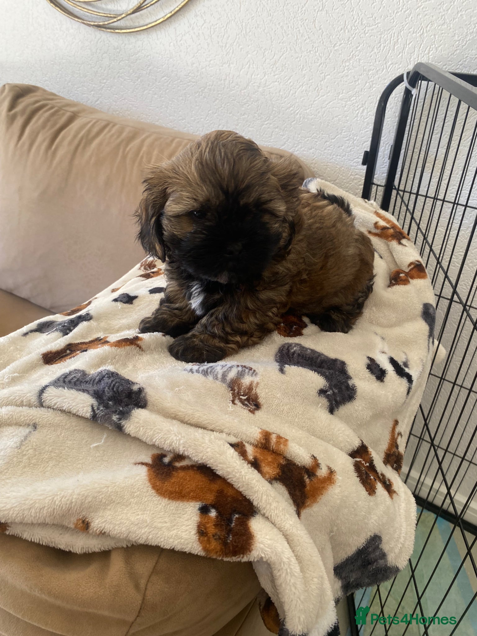 Shihpoo dogs Shih poo  - Advert 7