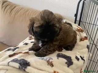 Shihpoo dogs Shih poo - Advert 7