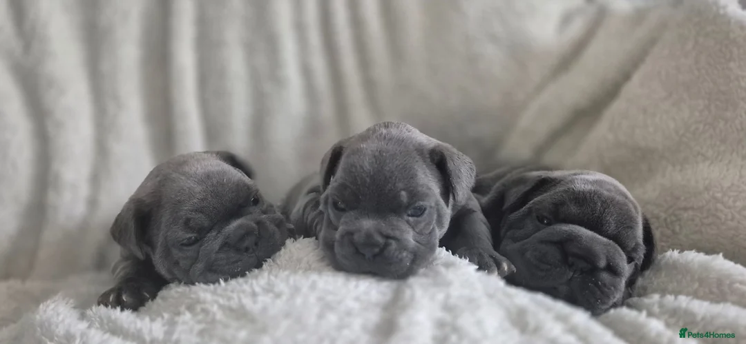 French Bulldog dogs for sale: French bulldog puppies - Advert 1