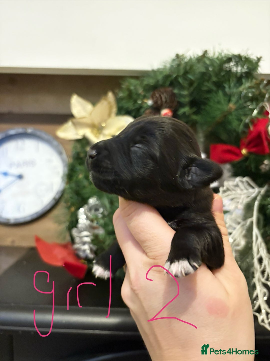 Patterjack dogs for sale: Patterjack  - Advert 2