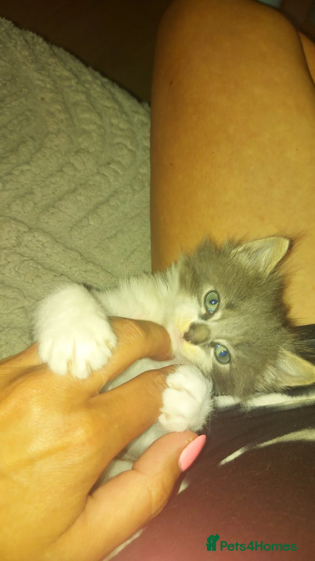 Mixed Breed cats for sale: Sweet kittens looking for a good home in Slough - Advert 6