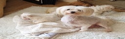 Maltese dogs for sale: KC Registered Maltese Puppies - Advert 3