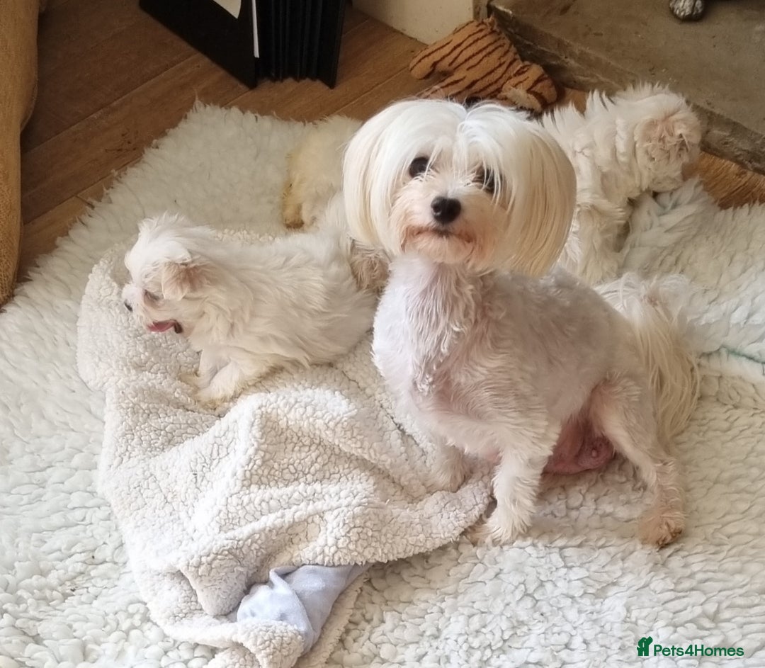 Maltese dogs for sale: KC Registered Maltese Puppies - Advert 3