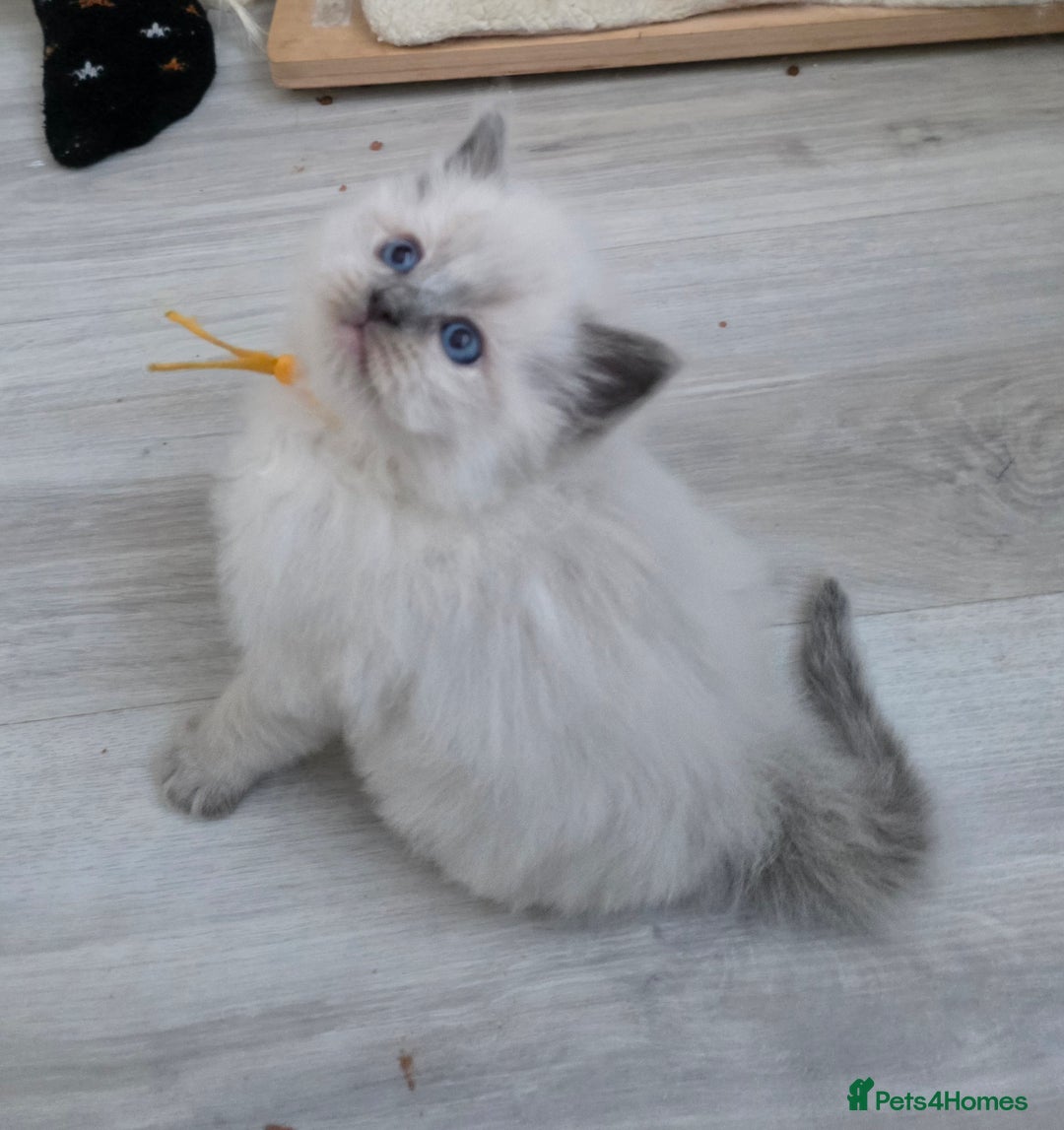 Ragdoll cats for sale: Blue mitted 🐾 Ragdoll kittens 😻 - Image 11