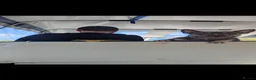 French Bulldog dogs for sale: Beautiful Enzo looking for loving forever home - Advert 4