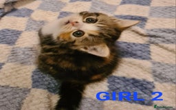 Persian cats for sale: Beautiful Persian X BSH Kittens  - Image 18