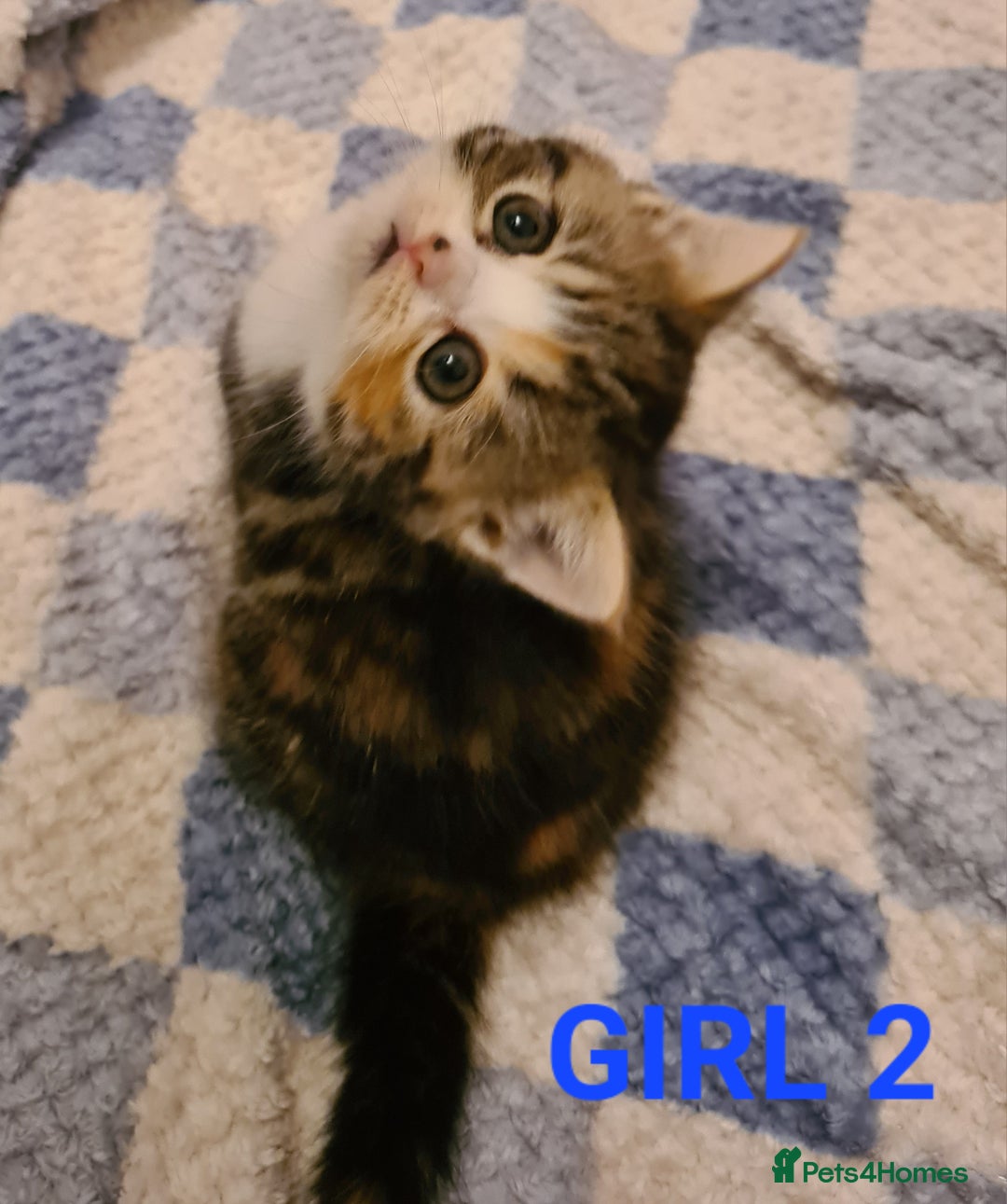 Persian cats for sale: Beautiful Persian X BSH Kittens  - Image 18