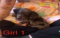 Dachshund dogs for sale: Dachshund puppies AVAILABLE NOW  - Image 5