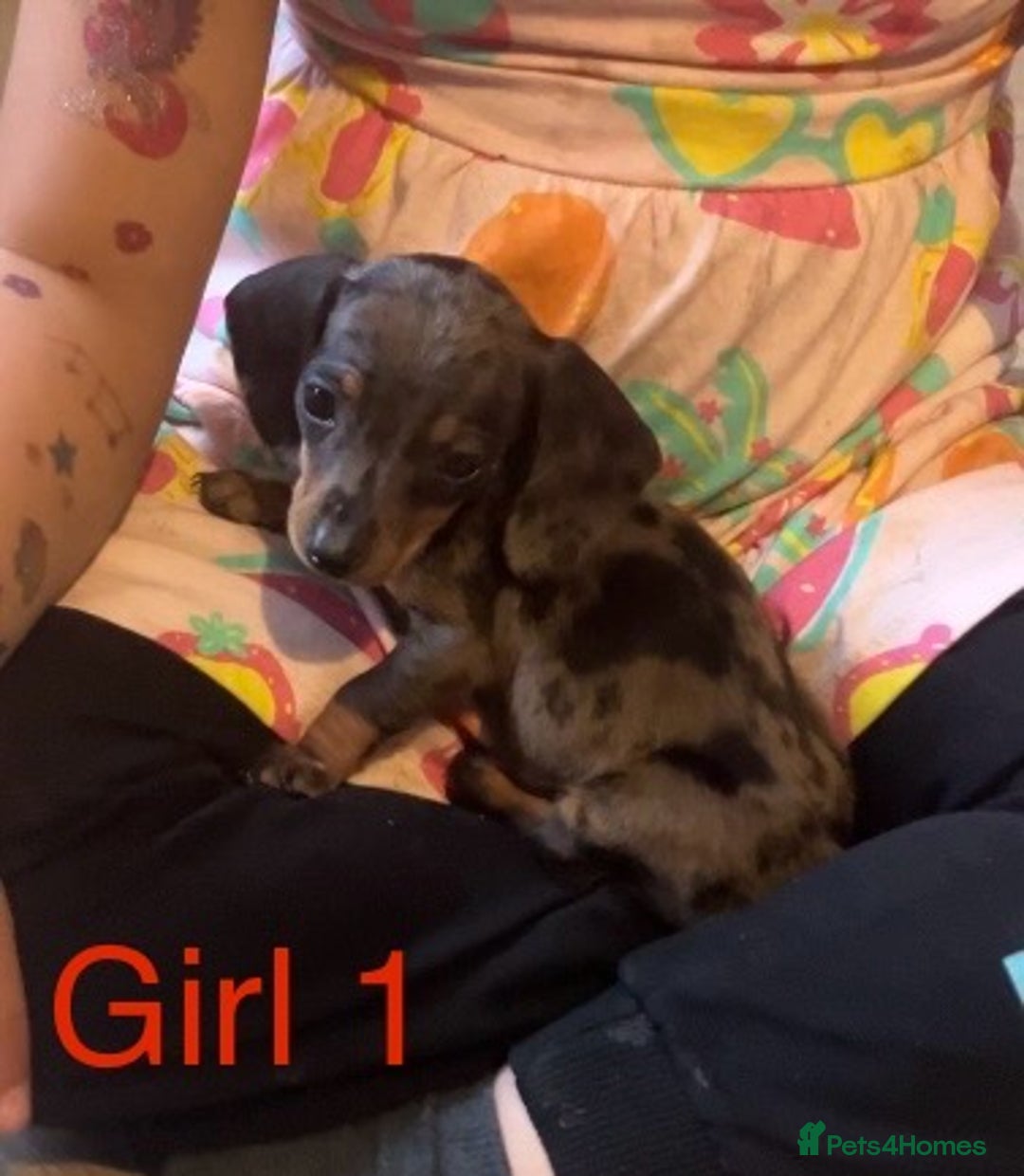 Dachshund dogs for sale: Dachshund puppies AVAILABLE NOW  - Image 5