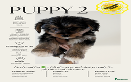 Yorkshire Terrier dogs for sale: 3 Male Yorkshire terriers left  - Image 2