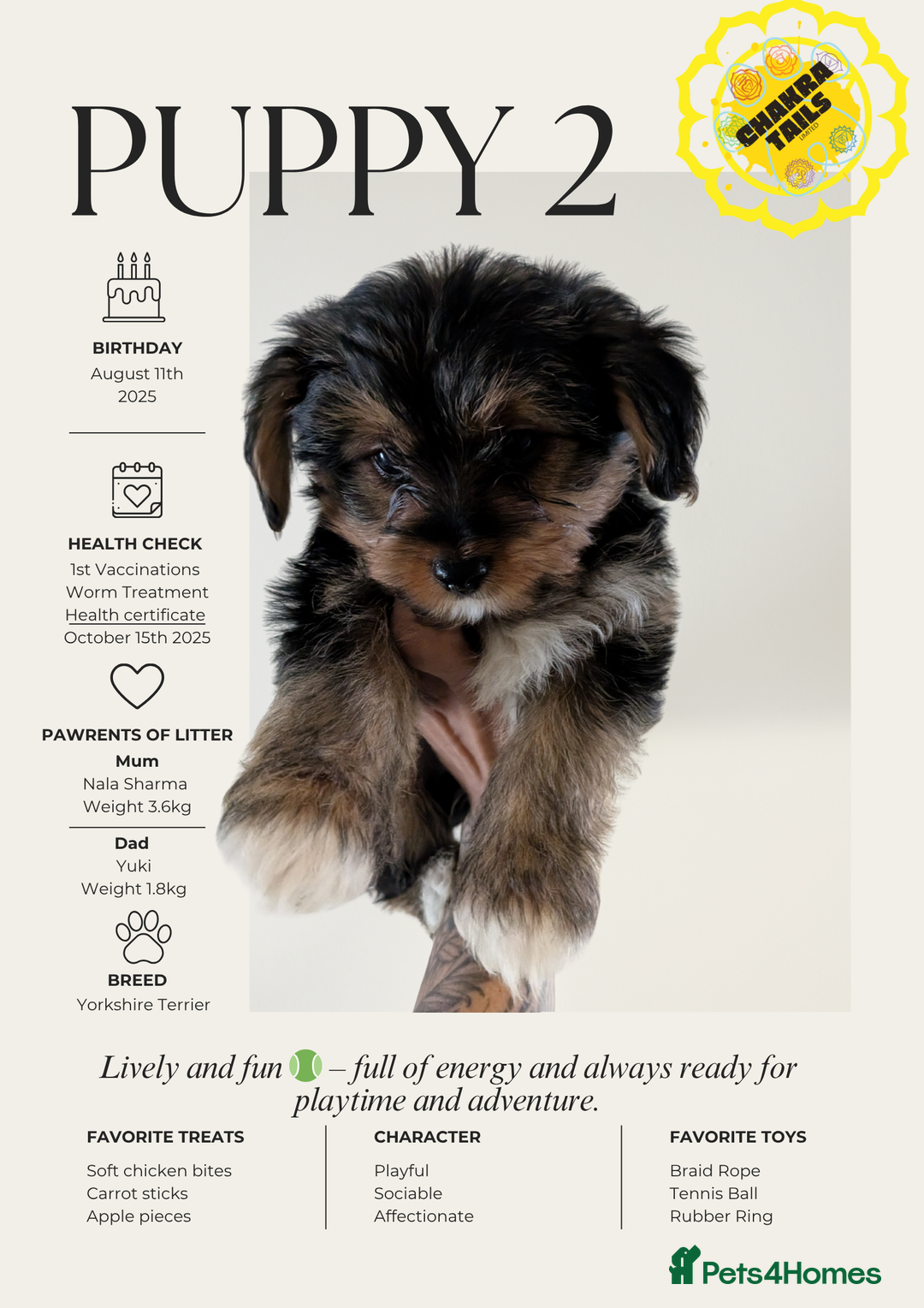 Yorkshire Terrier dogs for sale: 3 Male Yorkshire terriers left  - Image 2