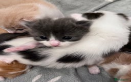 Ragdoll cats for sale: Beautiful ragdoll/blue Russian  - Image 11