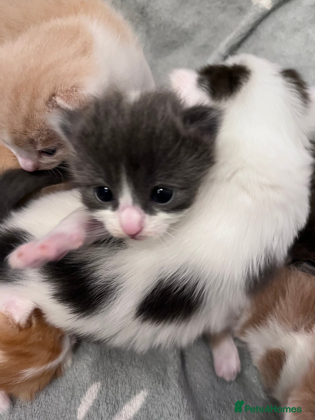 Ragdoll cats for sale: Beautiful ragdoll/blue Russian  - Image 11
