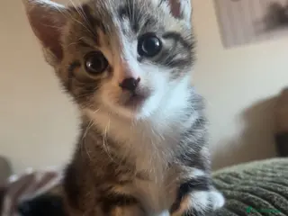 Mixed Breed cats 4 beautiful kittens - Advert 1