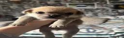 Mixed Breed dogs for sale: 6 little adorable small breed puppies, southampton - Advert 17