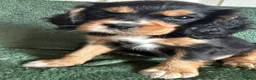 Cockalier dogs for sale: Beautiful, health tested cockalier puppies.  - Advert 26