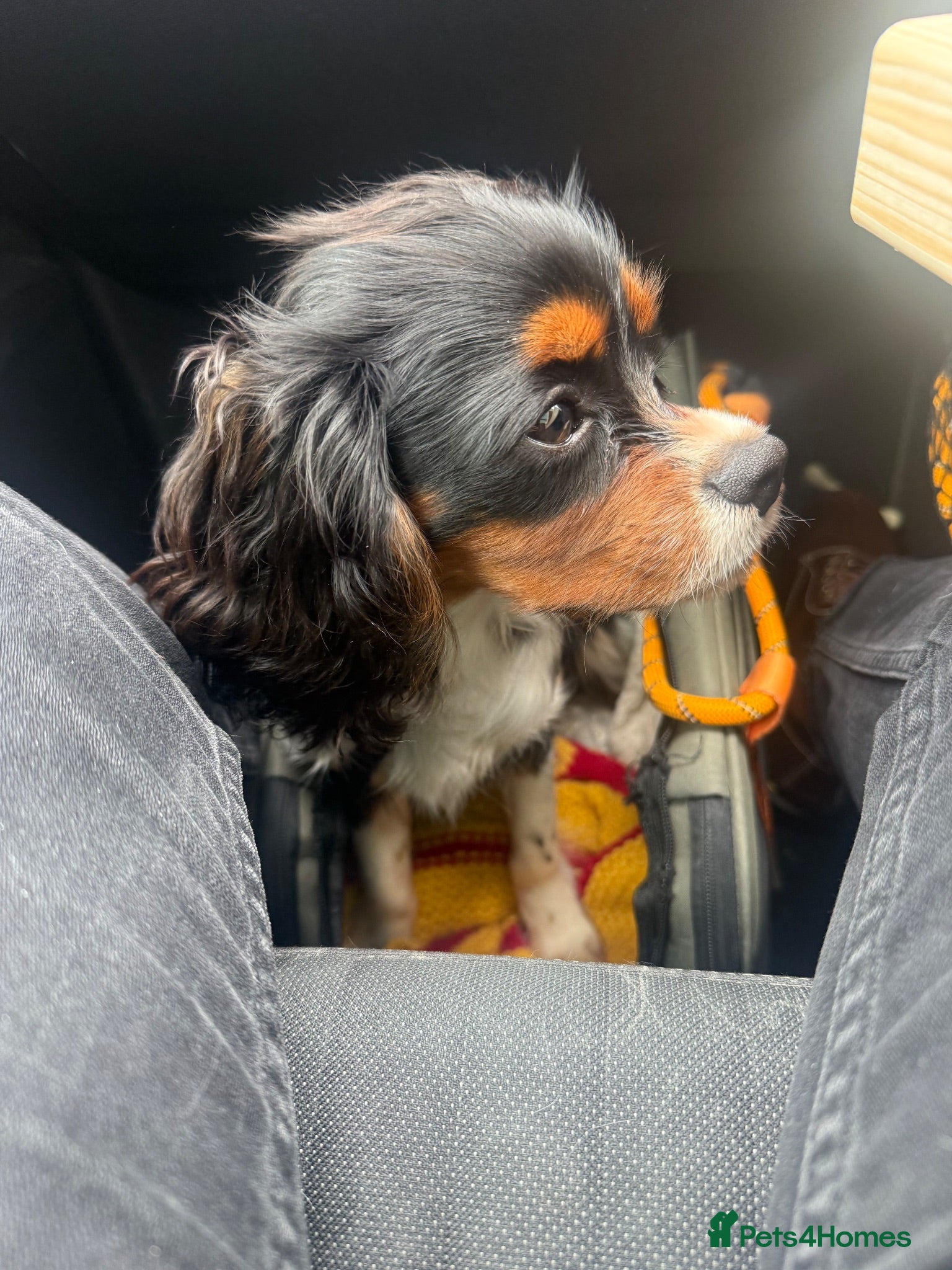 Cavalier King Charles Spaniel dogs KC registered Cavalier - meet Woody 🐾 - Advert 4