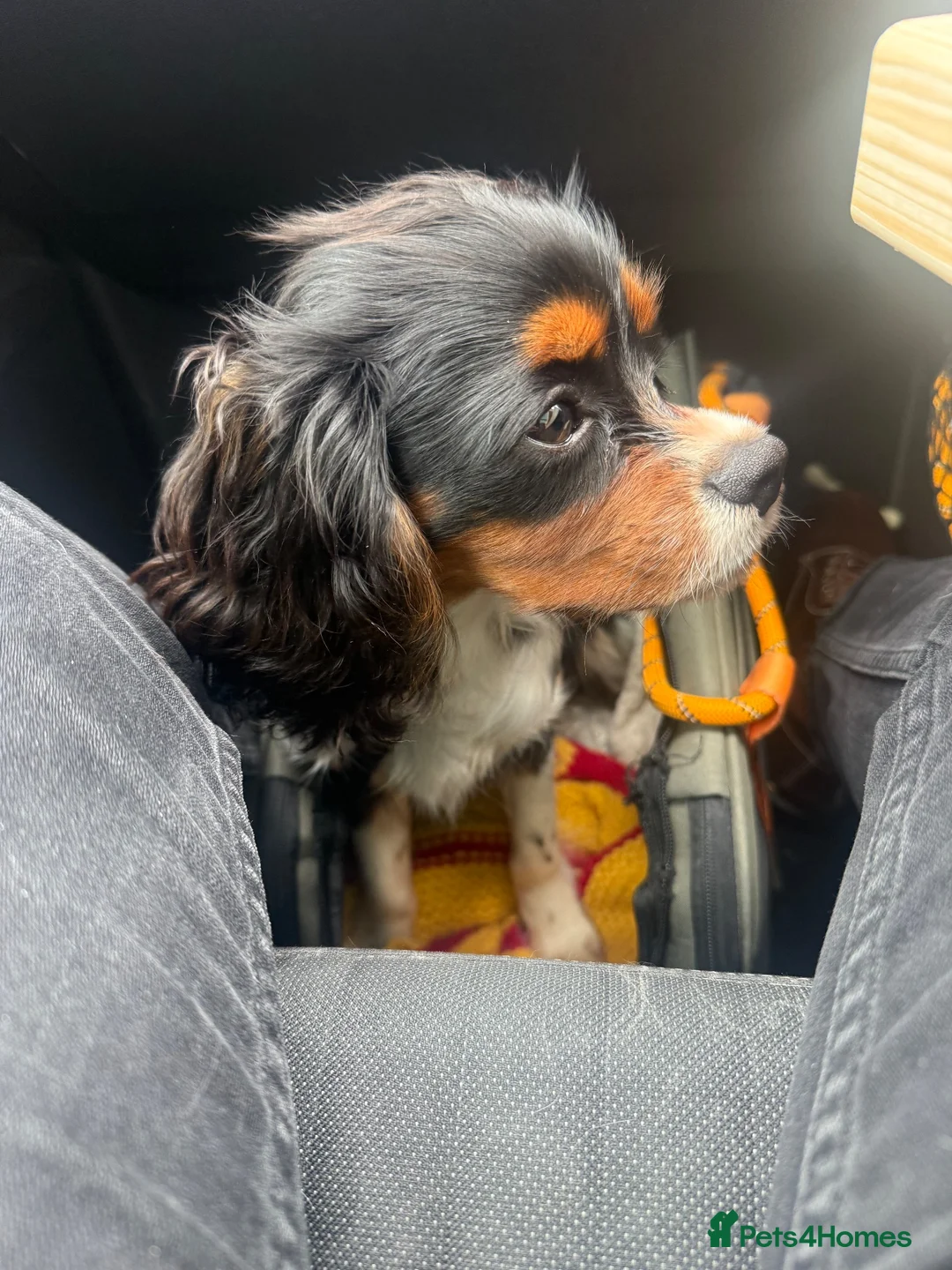 Cavalier King Charles Spaniel dogs for sale: KC registered Cavalier - meet Woody 🐾 - Advert 1