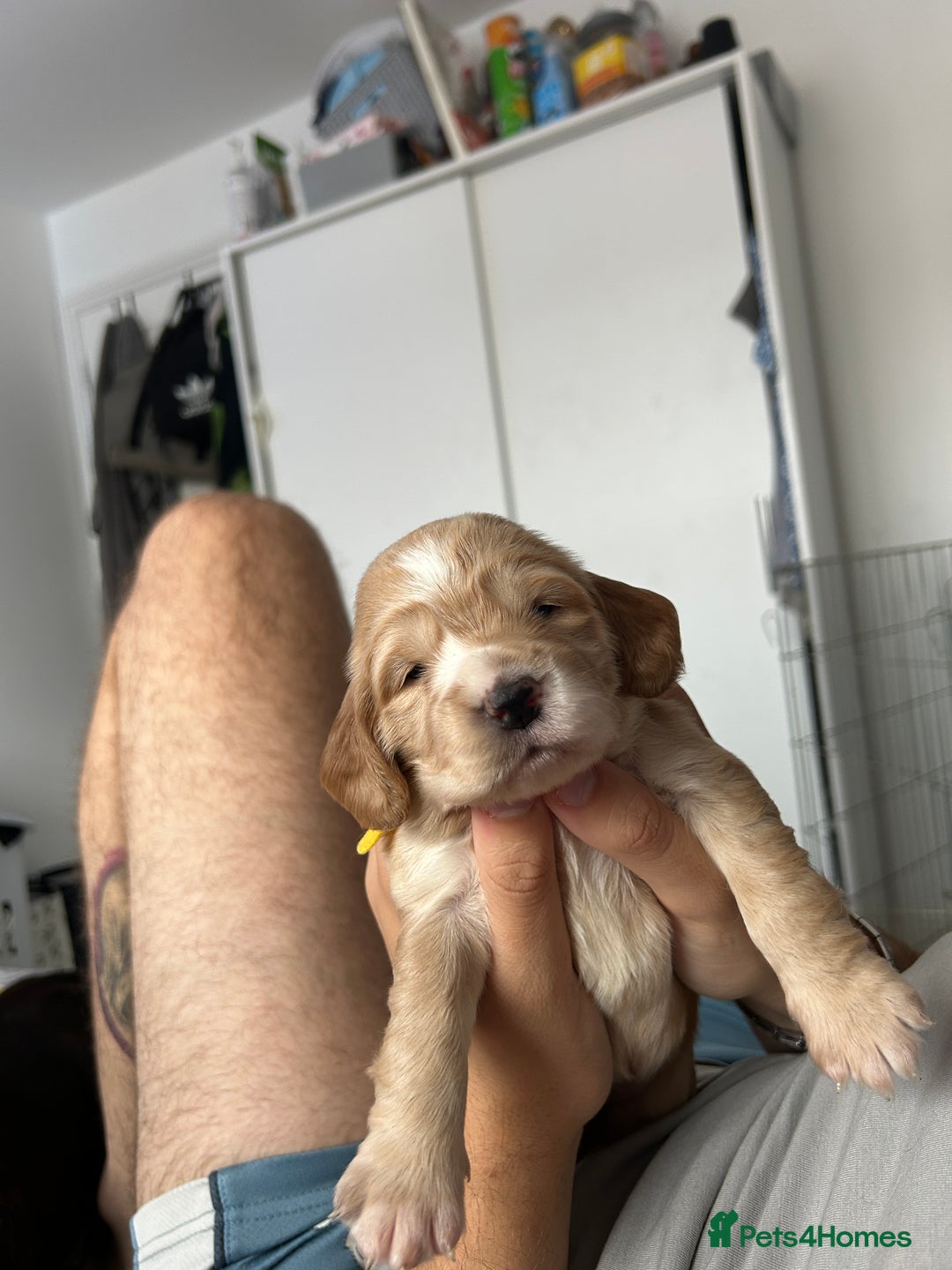 Cocker Spaniel dogs for sale: 🐾 Beautiful Cocker Spaniel Puppies 🐶 - Image 11