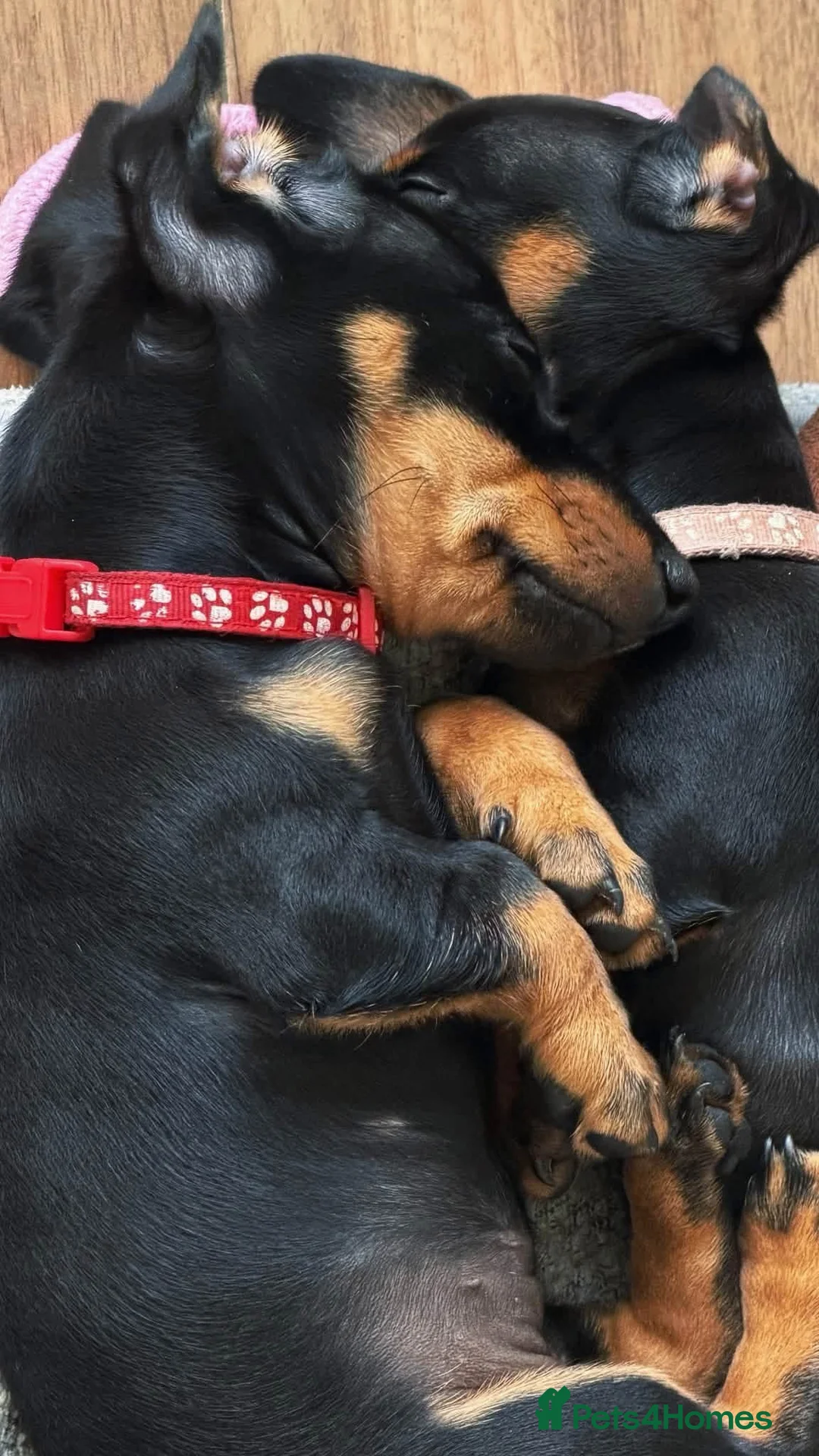 Miniature Dachshund dogs for sale: Miniature Dachshund Puppies - Advert 2