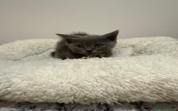 British Longhair cats for sale: Beautiful blues - Image 20
