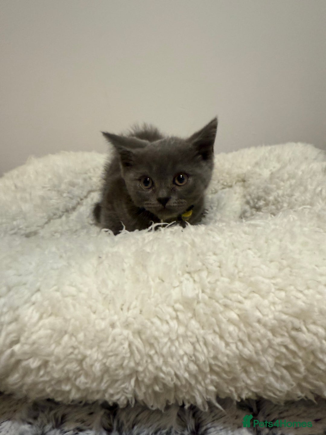 British Longhair cats for sale: Beautiful blues - Image 20