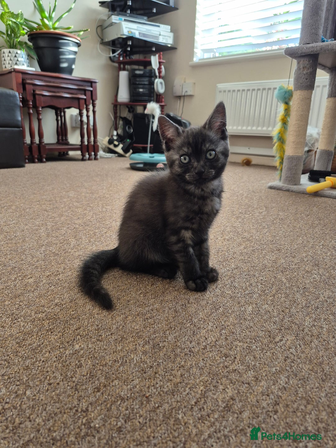 British Shorthair cats for sale: Black Short Haired Tabby Cross Breed Kitten - Image 9