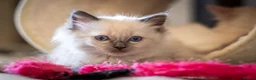 Ragdoll cats for sale: Adorable, Purebred GCCF Registered Ragdoll Kittens in London - Advert 17
