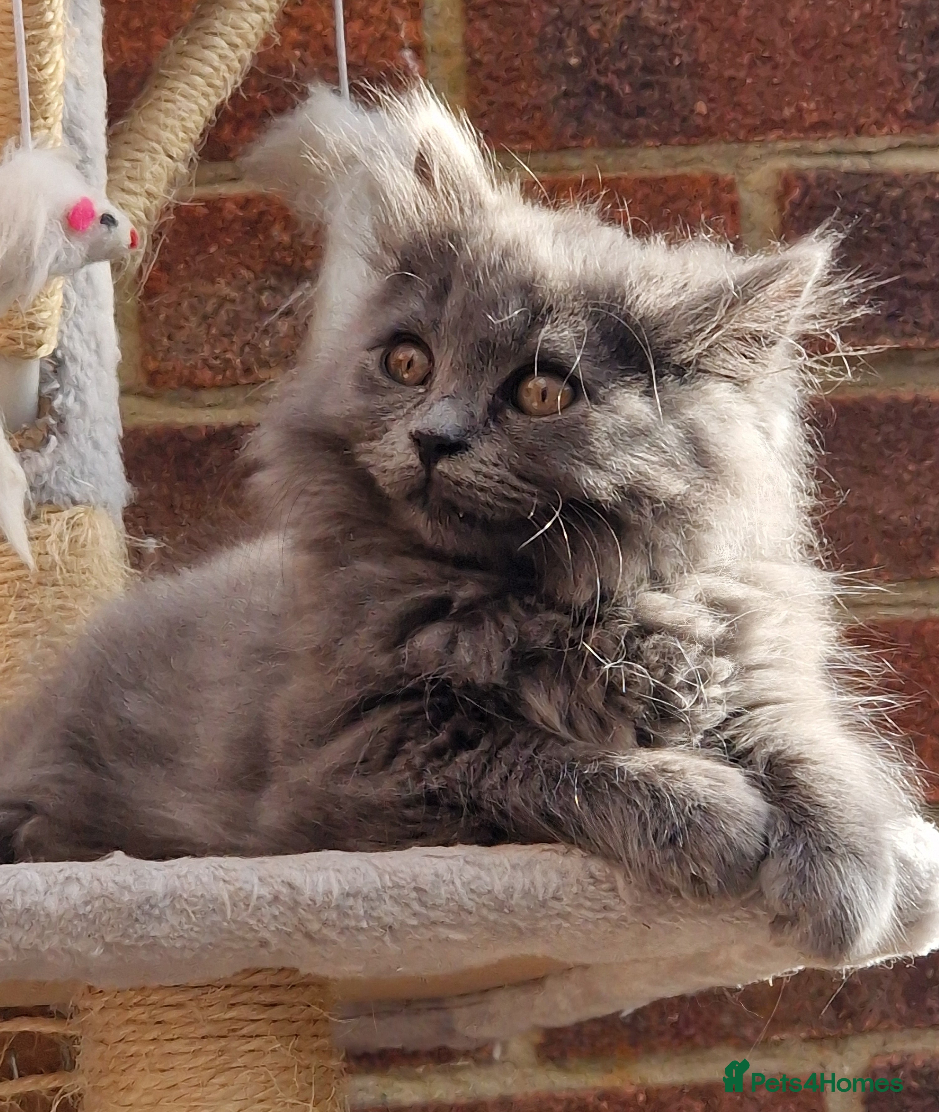 British Longhair cats Blue & Lilac Gorgeous fluffy BLH male kittens - Advert 2
