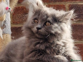 British Longhair cats Blue & Lilac Gorgeous fluffy BLH male kittens - Advert 2
