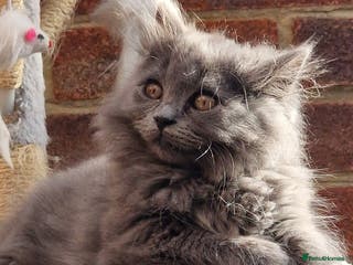 British Longhair cats Blue & Lilac Gorgeous fluffy BLH male kittens - Advert 4