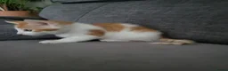 European cats for sale: Beautiful kitten looking good a home. - Advert 3